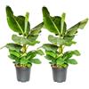 Blume Ideal Pflanze Plus | Banano (Musa) | Lotto da 2 piante | Pianta da interno facile da curare