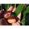 Vivaio Garden Forest Castagno Bouche de Bétizac Pianta Innestata H 150 cm | Autofertile, Resistente a Cinipe e Cancro Corticale, Frutti Grandi, Simili ai Marroni