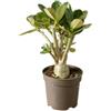 Vivaio Garden Forest Adenium obesum Rosa del deserto succulenta | Caudiciforme, Tronco a bottiglia decorativo, Fioritura estiva rosa/bianca/rossa, Piena luce e poche irrigazioni
