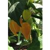 GHINO DI TACCO SEMI PEPERONCINO CHUPETINHO RED E YELLOW
