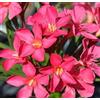 Vivaio di Castelletto Oleandro a cespuglio Rosa intenso Nerium Oleander pianta in vaso ø24 cm h. 100/150 cm Vivaio di Castelletto