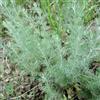le Georgiche Pianta vera di Artemisia caucasica - Diametro Vaso Ø 12 cm