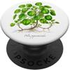 The Botany Bureau Cinese Soldi Pianta illustrazione Pilea peperomioides PopSockets PopGrip Adesivo