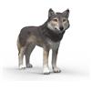schleich WILD LIFE | Lupo americano 14991 | figura animale dettagliata e figura da collezione | | regalo per ragazzi e ragazze | decorazione per compleanno | figura dai 3 anni | 9 x 2 x 6 cm