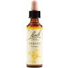 Bach Flower Remedies Cerato N.5 Gocce 20 Ml