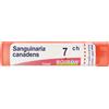 BOIRON Sanguinaria Canadensis 7Ch Granuli Multidose Boiron