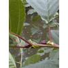 HERBOPLANET MSA ALNUS GLUTINOSA 50ML
