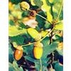HERBOPLANET MSA QUERCUS PEDUNCOL 50ML