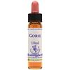 NATUR GORSE ESS 10ML INGL HERBS