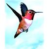 NATUR Colibri Hummingbird Essenze Di Animali Selvatici 30ml