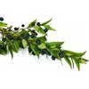 Antica Farmacia Orlandi Mirto In Bacche Intere Da 100 G Per Infuso