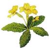 Antica Farmacia Orlandi Primula Fiori Taglio Tisana 100 Gr