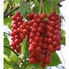 Antica Farmacia Orlandi Schisandra Chinensis Frutti Interi 100 G