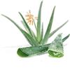 Antica Farmacia Orlandi Aloe Succo Condensato In Pezzi 100 G