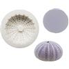 XANHOY Riccio di mare per Shell Stampo in Silicone Vita Marina Stampi Decorazione Fondente Stampi Cioccolato Gumpaste Stampo Torta Decorazione Torta Gad Stampi Cioccolato Sfera Silicone