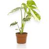 GARDENARIA Monstera deliciosa 'Thai constellation', 30-40 cm | Pianta vera da interno, Pianta ornamentale, Vaso da 12 cm, Facile da curare