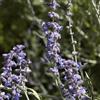 le Georgiche Vivai le Georgiche - Pianta vera di Perovskia atriplicifolia Blue Spire - vaso Ø 18 cm