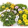Zepre Dirmofoteca amrgherita tipo pianta vera vaso 14cm TERRE DI ROMAGNAa colore giallo bellissima Made in Italy, RESISTENTE ALL'INVERNO fiorisce tutto l'anno