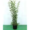 Vivaio di Castelletto Ligustro a foglie ovali Ligustrum Ovalifolium pianta da siepe in vaso 2 litri h. 70/100 cm Vivaio di Castelletto