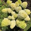 le Georgiche Vivai le Georgiche - Pianta vera di Hydrangea paniculata Skyfall Ortensia paniculata 'Frenne' Ortensia paniculata 'Skyfall' - vaso Ø 19 cm