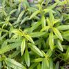 le Georgiche Vivai le Georgiche - Pianta vera di Lippia citriodora - vaso Ø 14 cm