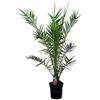 Bloomique - Phoenix Canariensis - Palma delle Canarie - Palma Resistente al Freddo - Pianta da Giardino - Alta 100-120 cm - Vaso da 21 cm