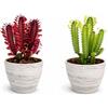 POWERS TO FLOWERS EUPHORBIA TRIGONA VERDE E ROSSO FUOCO, IN VASO CERAMICA AFRICA, VASO 13CM DIAMETRO, ALTEZZA 20CM, 2 PIANTE, piante vere