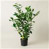 Plantì PRUNUS LAUROCERASUS (NOVITA). Lauroceraso sempreverde, vaso da 19 cm. Piante vere per esterno con fogliame denso e lucido. 6 mesi di concimazione inclusi.