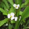 le Georgiche Vivai le Georgiche - Pianta vera di Sagittaria graminea - vaso Ø 9 cm