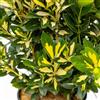 le Georgiche Vivai le Georgiche - Pianta vera di Euonymus japonicus Luna Gold Evonimo del Giappone - vaso Ø 19 cm - altezza alla vendita 30-40 cm