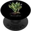The Botany Bureau Illustrazione della pianta del serpente Dracaena trifasciata PopSockets PopGrip Adesivo