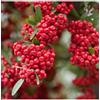Vivaio di Castelletto Piracanta Rossa Pyracantha coccinea Agazzino pianta da siepe sempreverde in vaso 2 litri h. 100/150 cm Vivaio di Castelletto