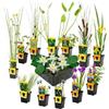 vdvelde.com - Kit laghetto bianco 13 pezzi, ninfea nana Nymphaea alba | Avvio completo con cestini e substrato, rustico, adatto agli insetti, profondita da 1 a 10 cm