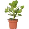 Plant in a Box - Clusia rosea Princess - Vaso 12cm - Altezza 25-35cm - Piante d'appartamento che purificano l'aria