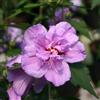 le Georgiche Vivai le Georgiche - Pianta vera di Hibiscus syriacus Ardens Ibisco, Rosa di Sharon - vaso Ø 19 cm - altezza alla vendita 30-40 cm