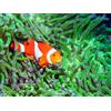 Smartbox Acquario di Cattolica: 1 ingresso adulto con snack incluso
