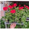 Generico 3 Geranio rossi ZONALI Bellissimi, TERRE DI ROMAGNA, giardino perfetto, poca cura e tanta soddisfazione vaso12cm, balconcino DOC, MADE IN ITALY
