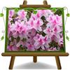 EURO PLANTS VIVAI Azalea Japonica Rosa Screziato Vaso 18 cm