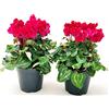 POWERS TO FLOWERS - CICLAMINO A FIORE PICCOLO PROFUMATO, CICLAMINO MINI ROSSO, 2 PIANTE, VASO 10CM, piante vere