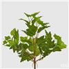 Mazzetto Edera Green EDG h 40 cm - Cod. 232396