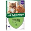 ELANCO ADVANTAGE 80 (4 pipette) - Antiparassitario per gatti e conigli grandi