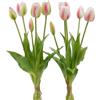 TULIPANO GOMM OLIS MZ5PZ H40 WHITE PINK