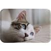 A.Monamour Tappetino per Il Bagno Antiscivolo Assorbente Adorabile Gattino Gatto Con Occhi Acquosi Blu Tema Animale Lavabile Tappeto Tappetini Doccia Passatoia da Cucina Tappeti Cameretta 40x60cm