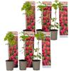 Plant in a Box - Rubus ideaus 'Autumn Bliss' - Lampone - Piante da frutto - resistenti - Set di 6 - Vaso 9cm - Altezza 25-40cm
