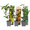 Plant in a Box - Citrus Mix - Alberi di agrumi - Limone, Lime, Arancia - Set di 3 - Vaso 9cm - Altezza 25-40cm