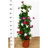 POWERS TO FLOWERS - DIPLADENIA MULTICOLOR A PIRAMIDE H110 CM, OFFERTA ULTIMI 15 PEZZI!!! pianta vera
