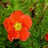 le Georgiche Vivai le Georgiche - Pianta vera di Potentilla fruticosa Red Joker Cinquefoglia arbustiva 'Red Joker' - vaso Ø 20 cm - altezza alla vendita 20-30 cm