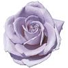 Rose Barni Blue Monday, rosaio vivo di Rose Barni®, rosa in vaso molto profumata linea prestigio, pianta di rosa slanciata, rifiorente e robusta cod.71050