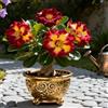 Vnuhgzs Rosa del Deserto Rara/Rosa del Deserto Resistente al Freddo/Ottima Balcone-1 PCS-A
