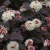 le Georgiche Vivai le Georgiche - Pianta vera di Physocarpus opulifolius Diabolo Physocarpus opulifolius 'Monlo' - vaso Ø 18 cm - altezza alla vendita 40-60 cm